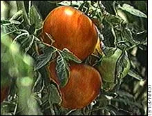 tomatoes